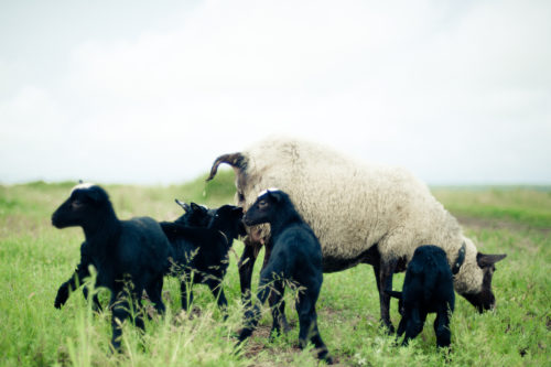 Основы разведения овец для начинающих