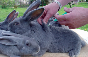 Вакцинация и прививки кроликов в домашних условиях