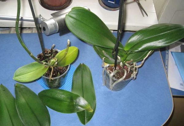 Что делать и почему у орхидеи опадают листья