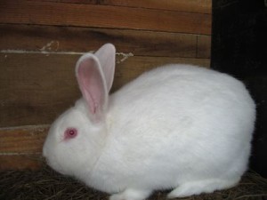 Кролики Панон, описание и фото