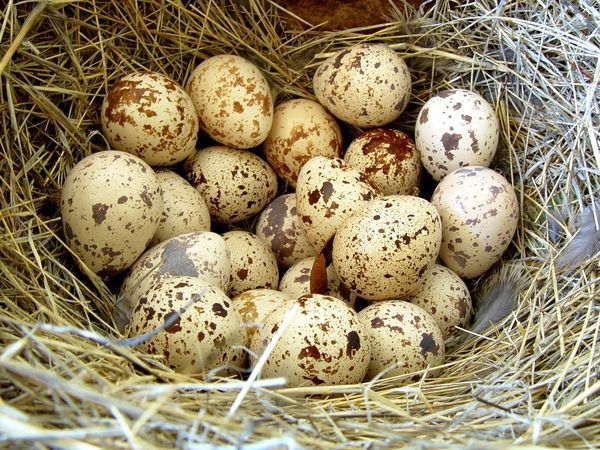 Сколько яиц перепелка несет в день и от чего это зависит