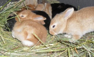Готовимся к окролу кроликов: правила и особенности ухода за крольчихой во время и после беременности