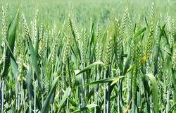 Чем подкормить пшеницу - схема внесения удобрений под растение