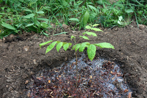 Как вырастить дерево грецкого ореха дома: от ореха и до саженца