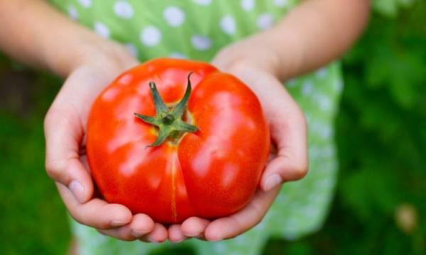 Актуальный вопрос: почему помидоры трескаются