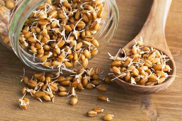 Живительная сила пророщенной пшеницы - польза и вред