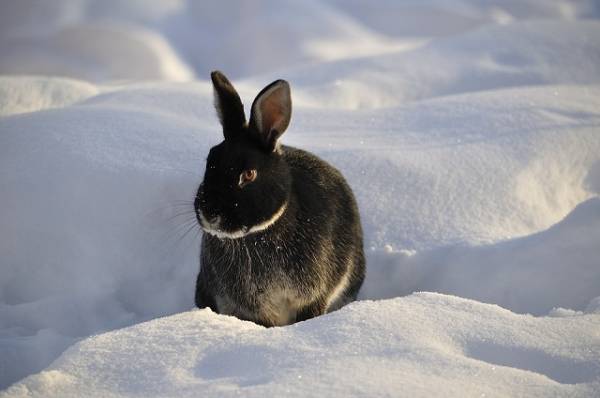 Содержание кроликов зимой: особенности содержания на улице