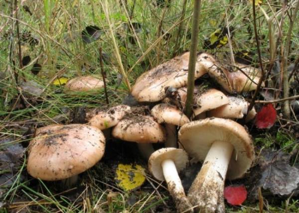 Разновидности гриба рядовки: фото и описание