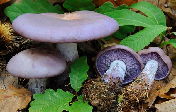 Описание рядовки фиолетовой (леписты голой), где растет гриб