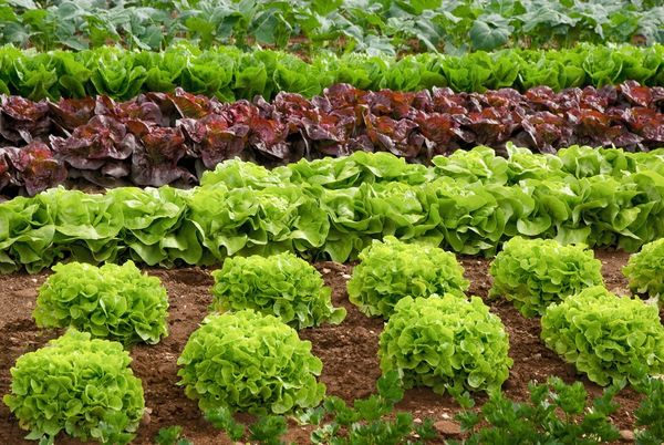 11 лучших сортов салата для открытого грунта и семена к ним