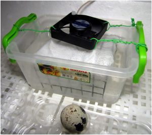 Вентиляция инкубатора: как она на выводимость птенцов
