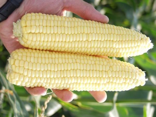 Какие бывают сорта кукурузы - все виды от сахарной до кормовой