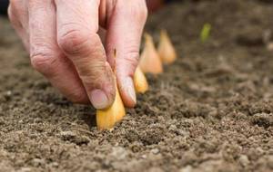Весна: время посадить лук-севок (учимся сажать правильно)