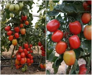 Самые урожайные семена томатов сибирской селекции