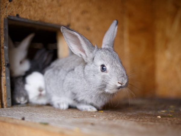 Самодельные домики для кроликов