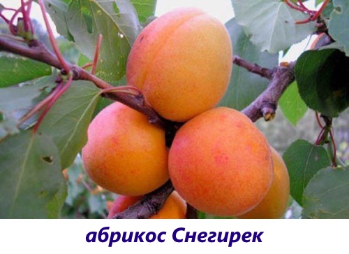 Лучшие зимостойкие сорта абрикос для средней полосы России
