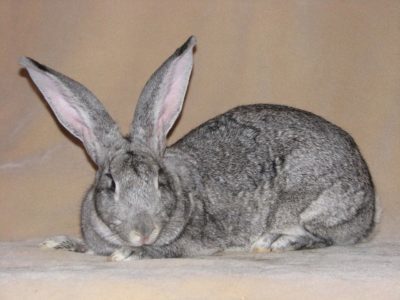 Рассмотрим основные характеристики кроликов породы советская шиншилла