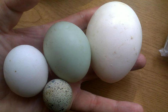 Сырые яйца в питании: польза или вред