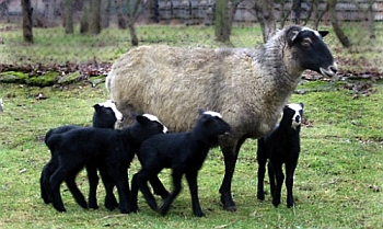 Разведение овец романовской породы в домашних условиях