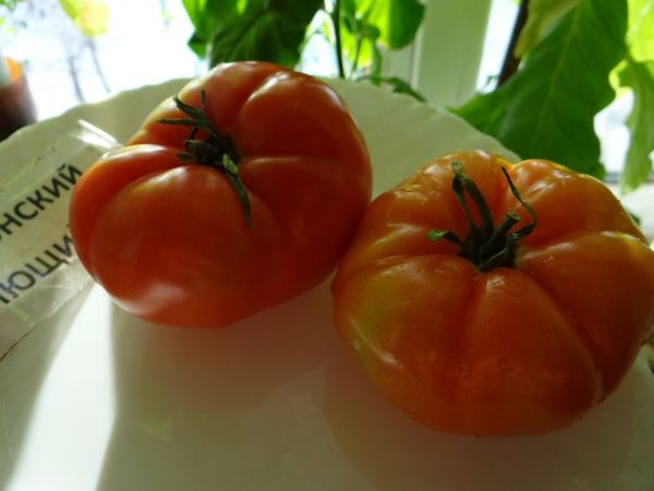 7 лучших сортов томата для открытого грунта устойчивых к фитофторозу