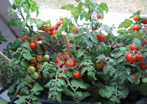 Как вырастить томаты к Новогоднему столу