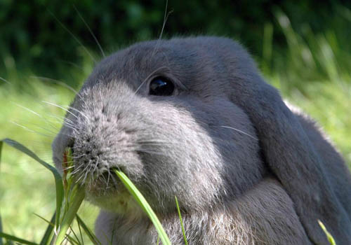 Что едят кролики и какую траву им можно давать, Кролики дома
