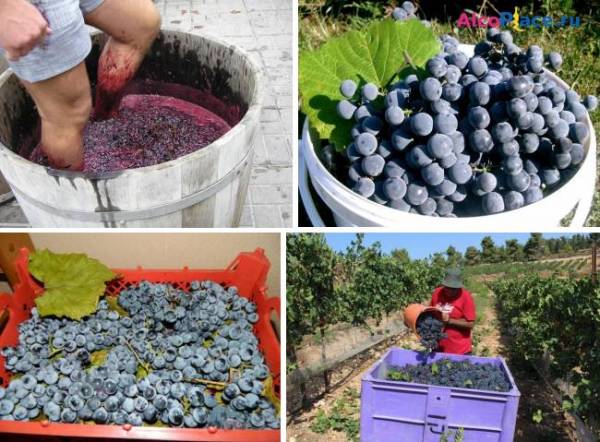Как приготовить вино из винограда Изабелла своими руками