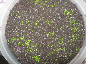 Как вырастить стрептокарпус из семян в домашних условиях