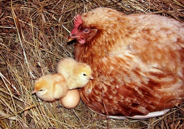 Как отбить желание у кур насиживать яйца