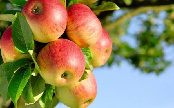 Чем особенно полезны яблоки при беременности