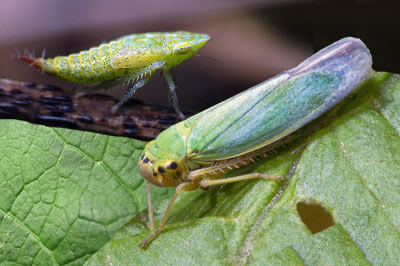 Вредитель зелёная цикадка меры борьбы