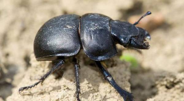 Жук стригун- Как вести себя с вредными жуками? Советы по их уничтожению на участке Видео