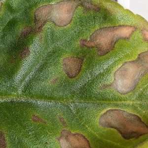 Болезни комнатных растений: причины, симптомы, лечение и профилактика