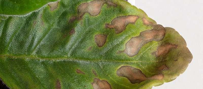 Болезни комнатных растений: распознавание по фото и лечение