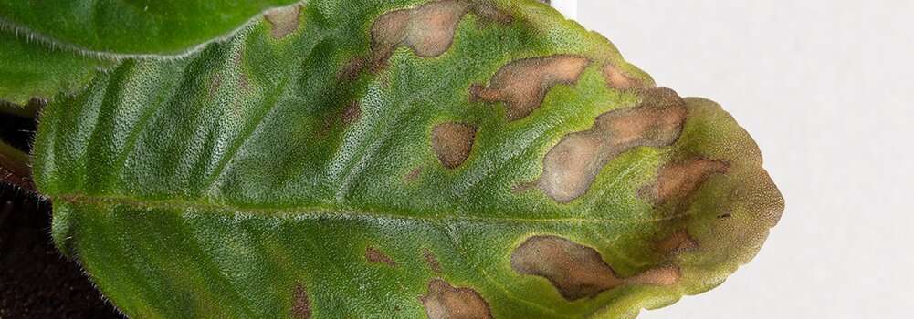 Болезни комнатных растений: распознавание по фото и лечение