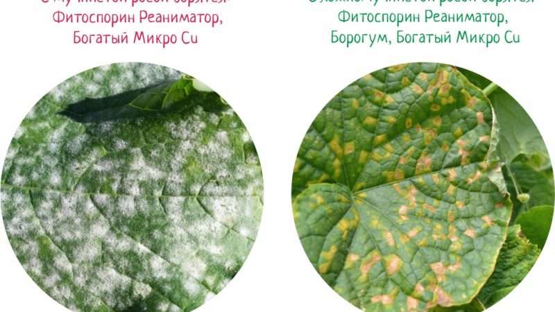 Болезни растений: причины, симптомы и методы борьбы