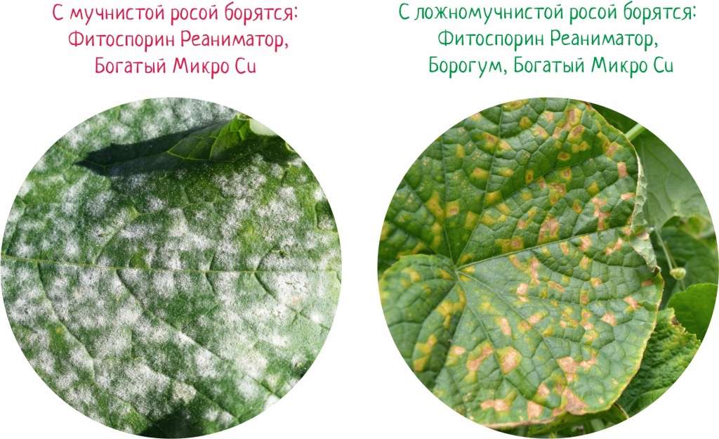 Болезни садовых растений: диагностика, лечение и профилактика