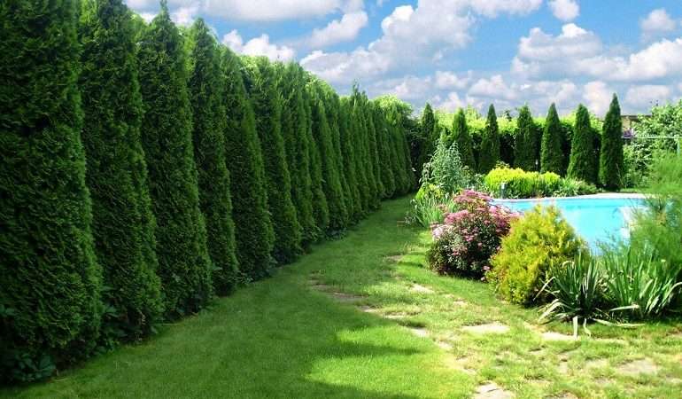 Быстрорастущие деревья и кустарники для дачи: создаем тенистый сад за короткий срок