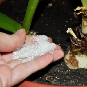 Чем поливать комнатные цветы: секреты здорового роста и обильного цветения