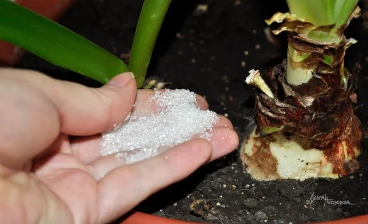 Чем поливать комнатные цветы: секреты здорового роста и обильного цветения