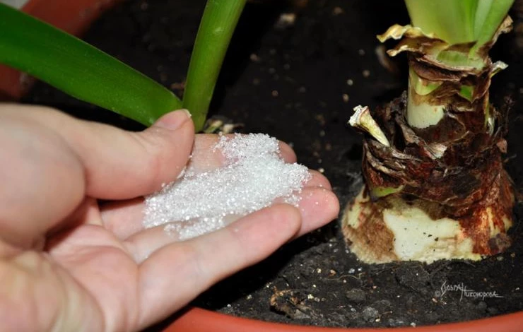 Чем поливать комнатные цветы: секреты здорового роста и обильного цветения