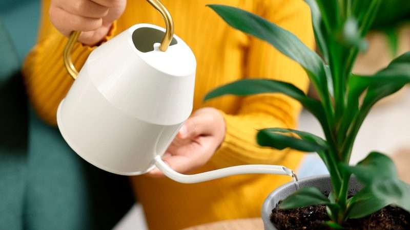 Чем поливать комнатные цветы: выбираем лучшую воду для полива