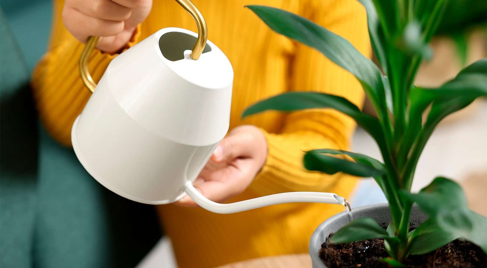 Чем поливать комнатные цветы: выбираем лучшую воду для полива