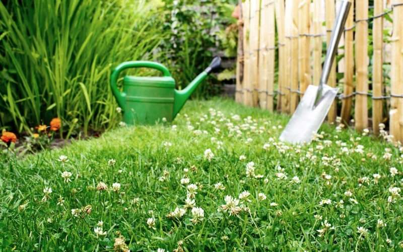 Что посадить для газона на даче