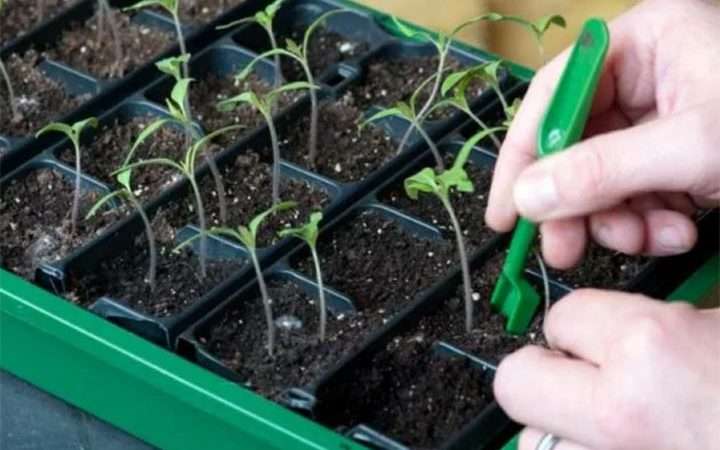Что такое пикировка рассады?