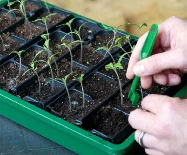 Что такое пикировка рассады?