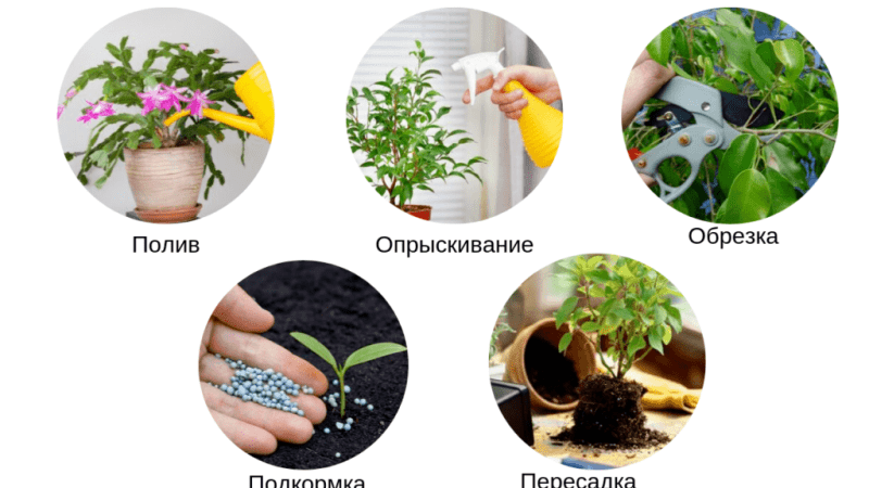 Чтобы цветы росли комнатные: секреты ухода за комнатными растениями