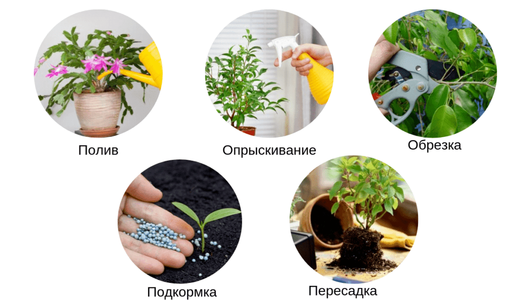 Чтобы цветы росли комнатные: секреты ухода за комнатными растениями