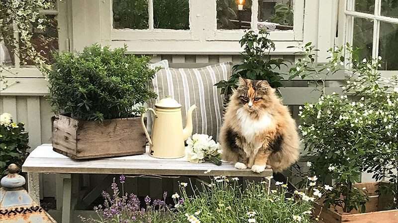 Цветочный дизайн дачного участка: создаем райский уголок своими руками