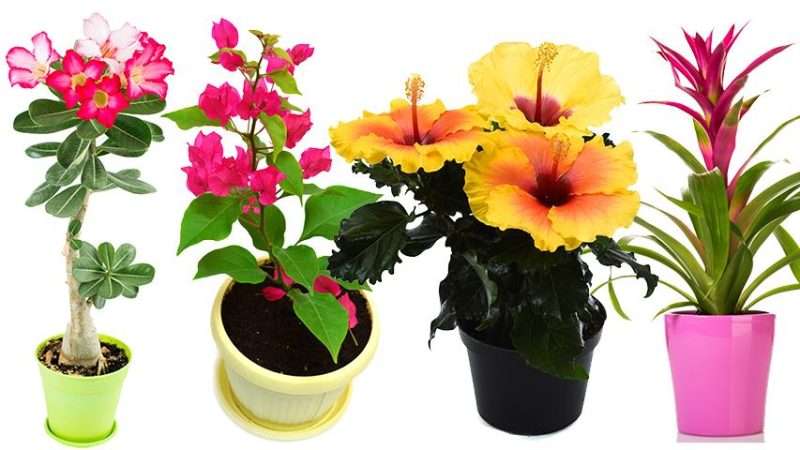 Цветущие комнатные растения: каталоги, уход и советы по выращиванию